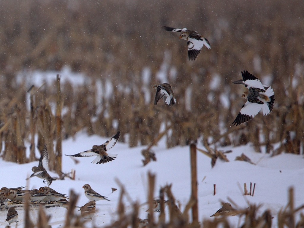 snbu in flight