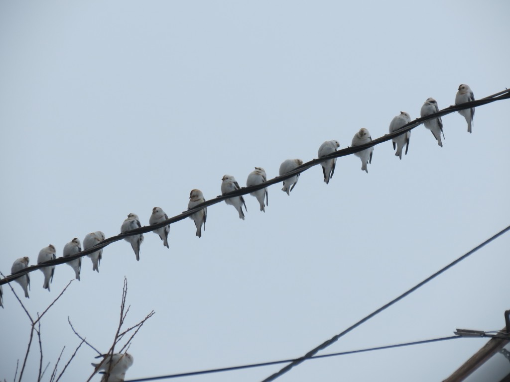 SNBU on wire in Moosonee, ON
