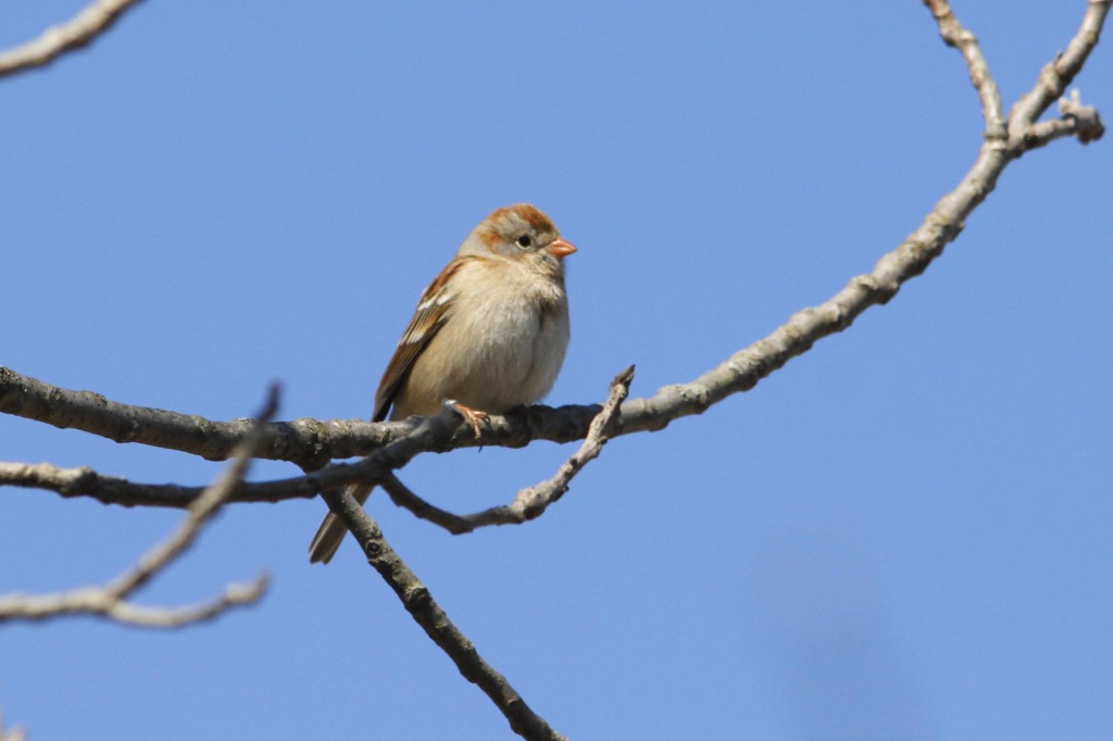 Field Sparrows have been taking advantage of the natural regeneration projects on the site. -R. Mueller