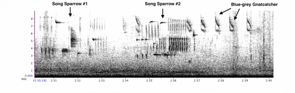 Excerpt from Florence's recording of two Song Sparrows and a Blue-grey Gnatcatcher. 