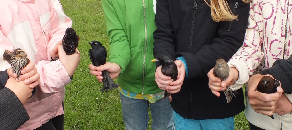 Trying to teach students the differences between look-alikes (from left): female Red-winged Blackbird; (young) male Red-winged Blackbird; male Rusty Blackbird; male European Starling; female Brown-headed Cowbird; male Brown-headed Cowbird.