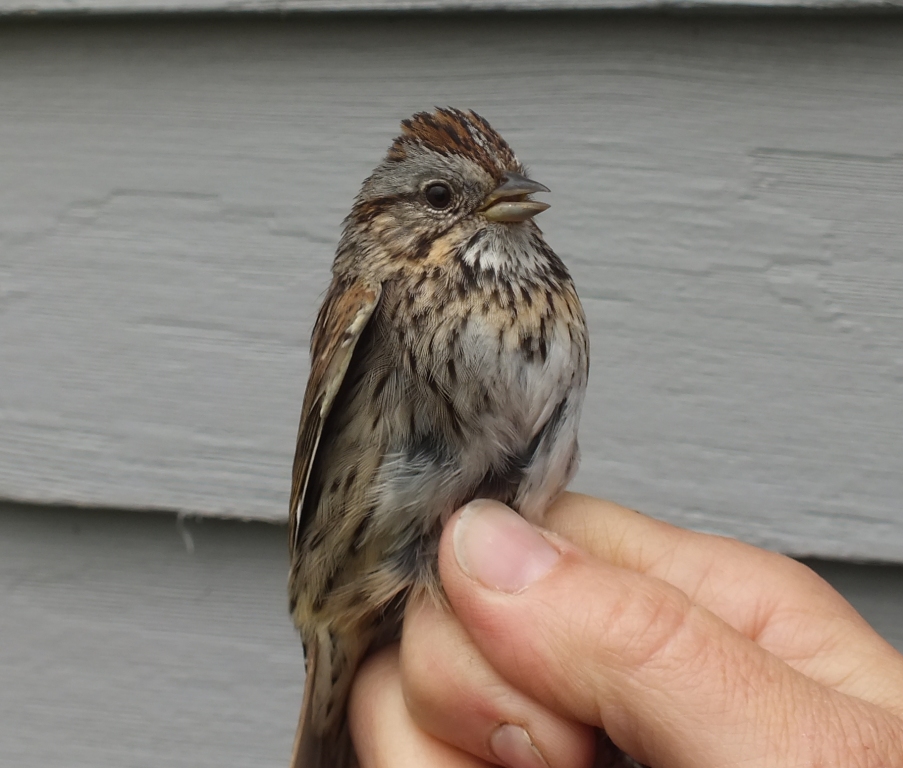 The fine breast streaking on a buff background identify this as a Lincoln's Sparrow (first for the year).