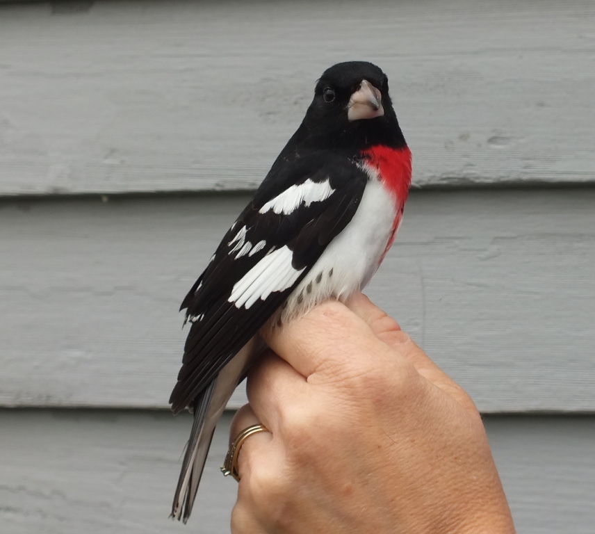 First banded as an After-Second-Year bird in early May 2009, this striking male Rose-breasted Grosbeak is at least 7 years old.