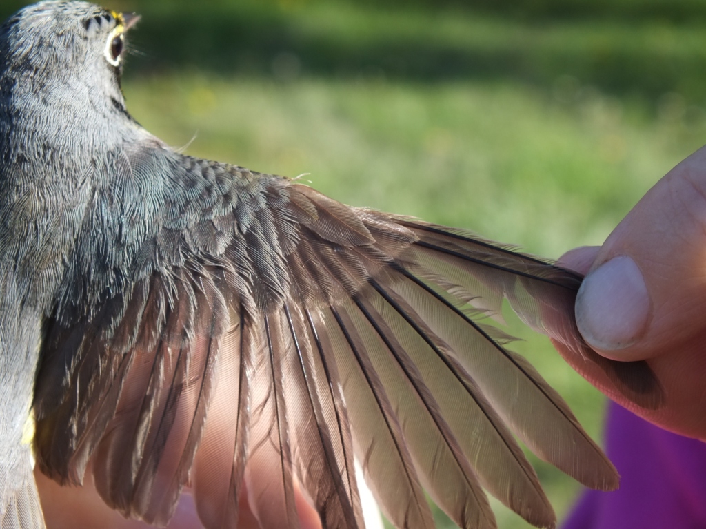 Wing detail of the Canada Warbler. Note the contrast between the brown primary coverts and the grey greater secondary coverts - a sign that this is a SY or Second-Year bird.