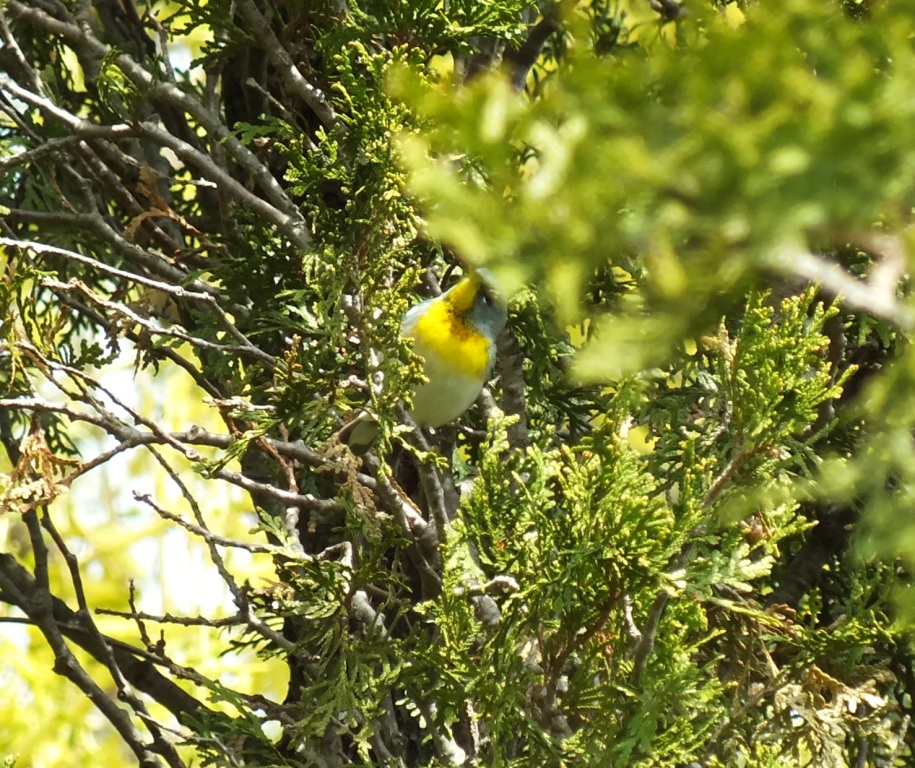 Northern Parula - there were a couple hanging around the big willow, just outside the banding lab. -N. Furber