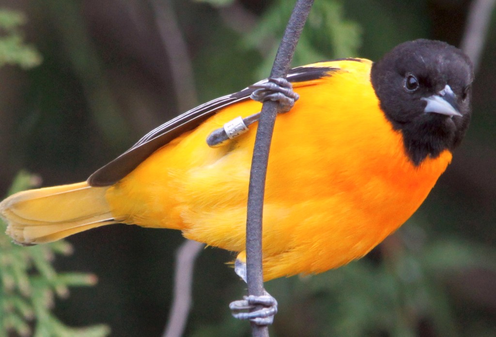 Rob Mueller sent me this picture of a male Baltimore Oriole - with a band - in his backyard in Toronto. -R. Mueller