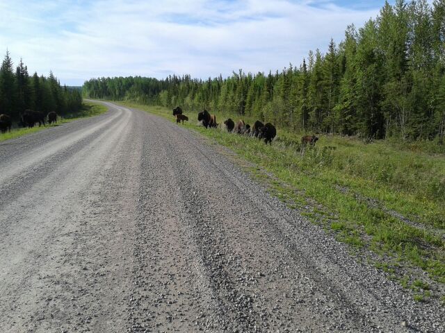 Wood Buffalo along a very lonely highway. - Rick Ludkin