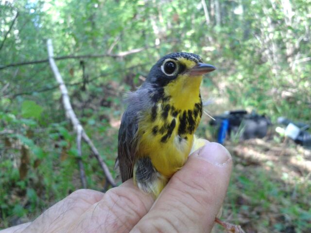 Canada Warblers, the reason I am here. - Rick Ludkin