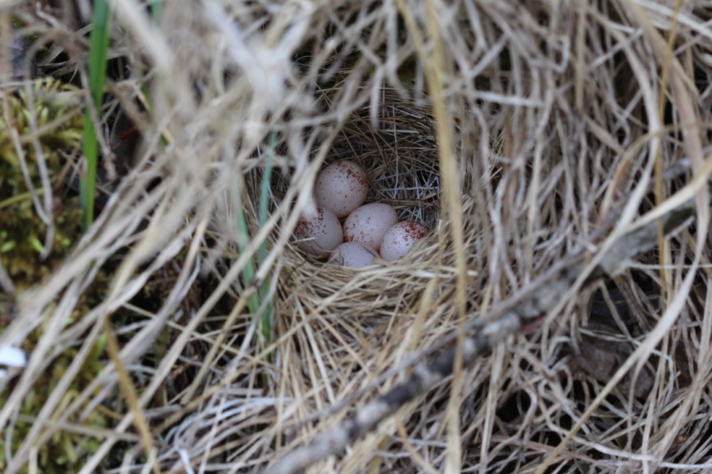 Tennessee Warbler nest with 5 eggs. - by Rhiannon Leshyk