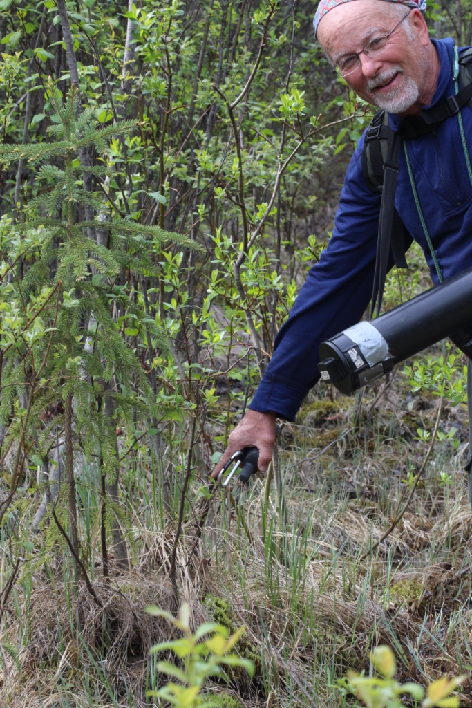 me pointing at the TEWA nest. I found a second one that was exactly the same: in a grassy tussock at the base of a small shrub in a wet area. -by Rhiannon Leshyk