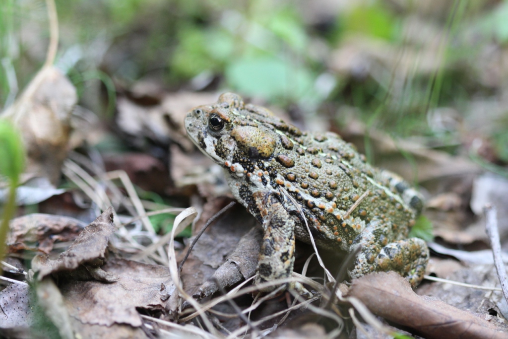 Western Toad - by Rhiannon Leshyk