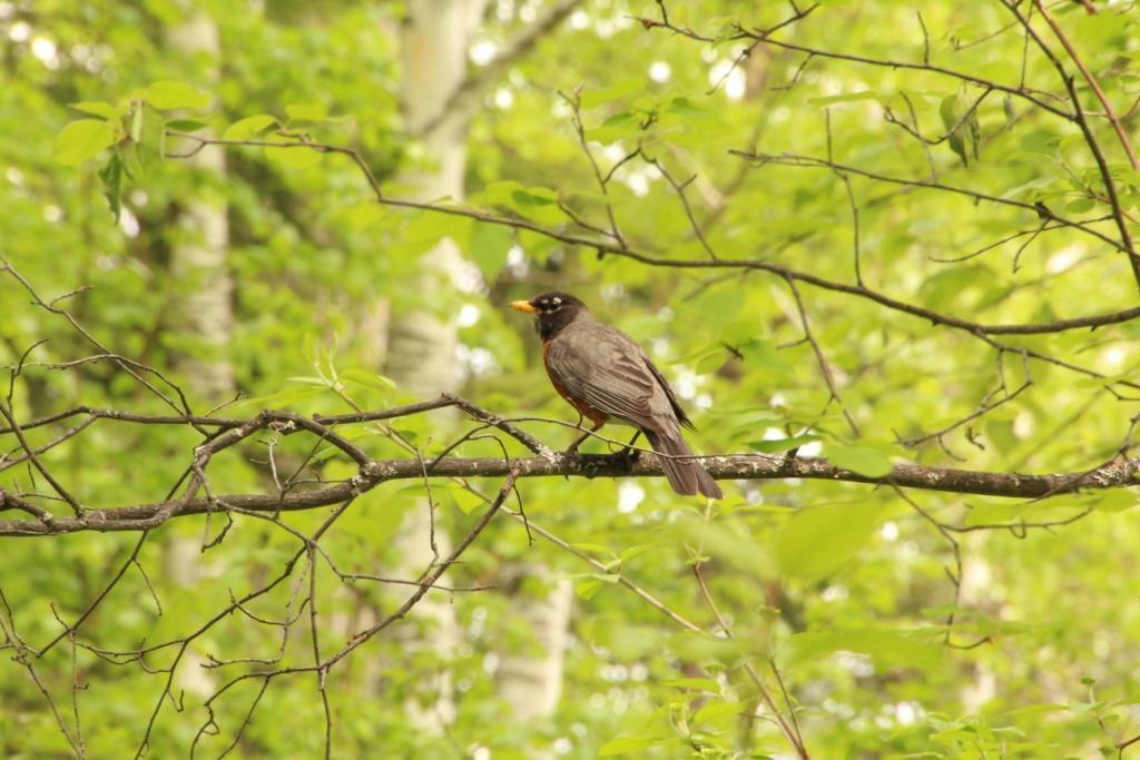 American Robins are very common here. - by Rhiannon Leshyk