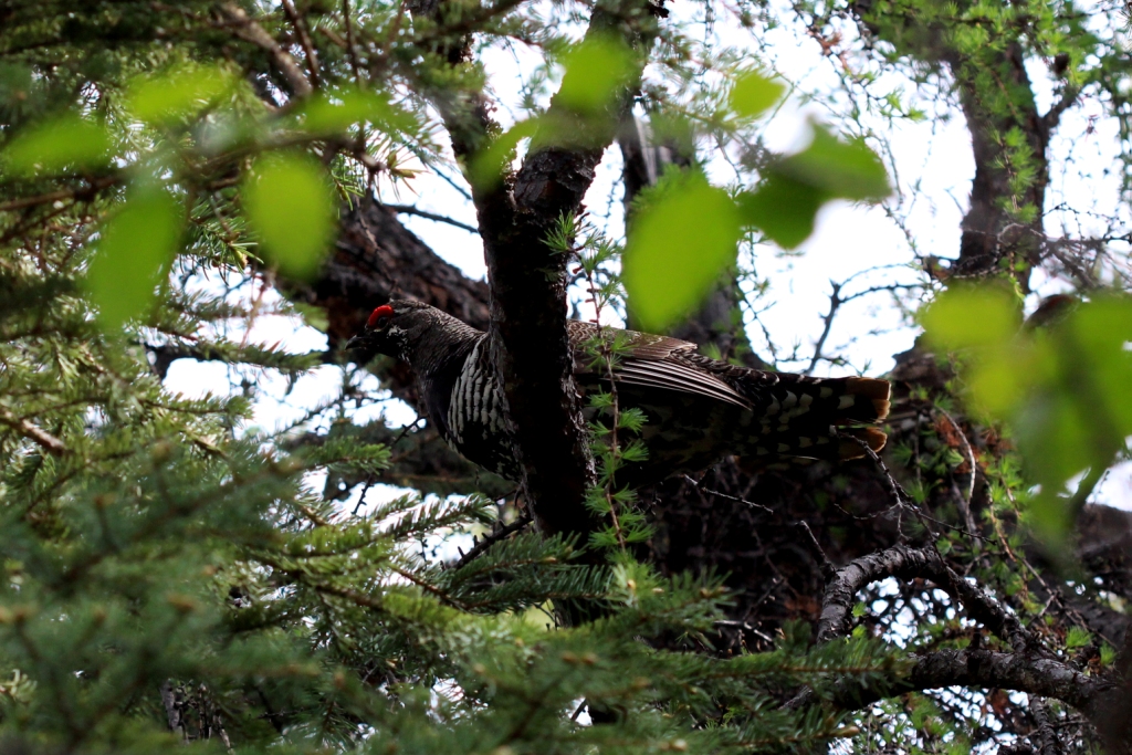 Spruce Grouse - by Rhiannon Leshyk