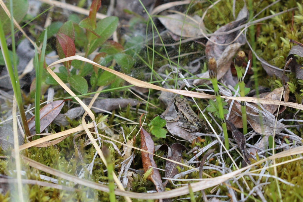Wood Frog - by Rhiannon Leshyk
