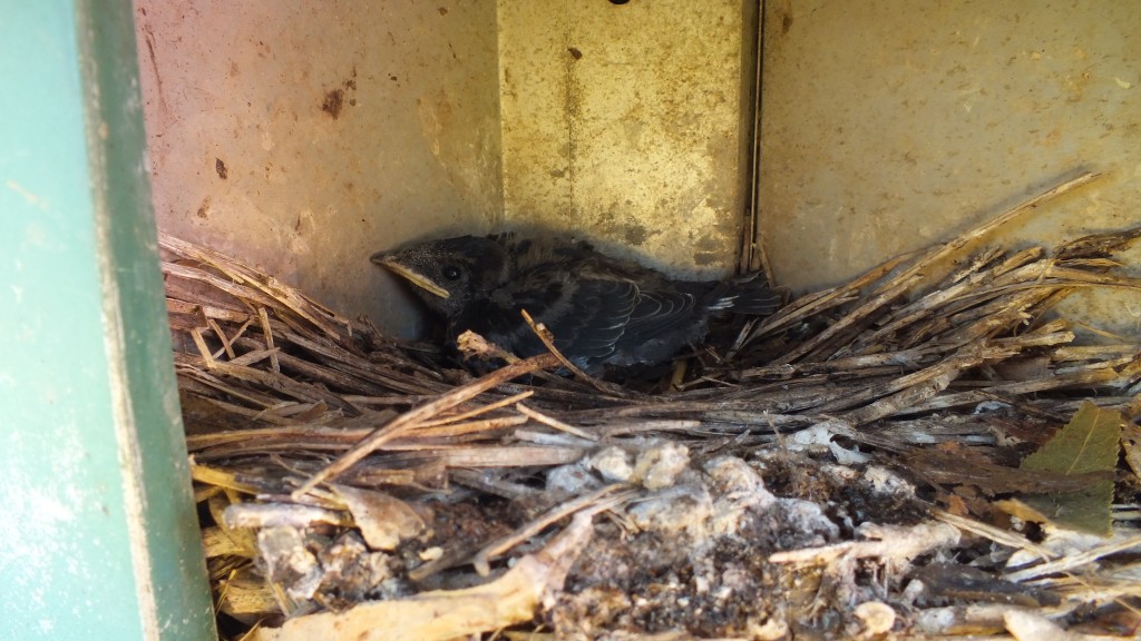 The one young martin we had left behind - very lethargic. It had dropped more than a gram in the past 24 hours.