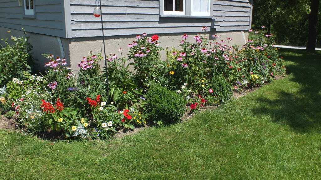 Carol's hummingbird garden is coming into full bloom.