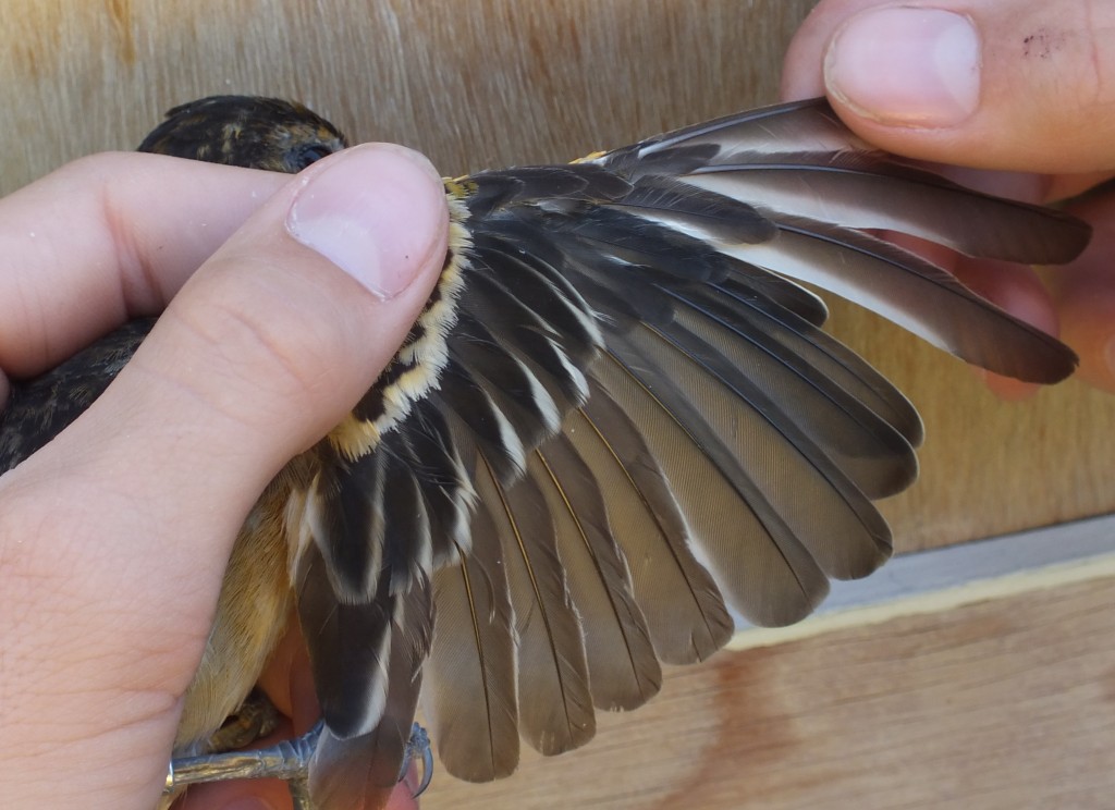 When the young have fledged, adult birds of many species go through a "complete moult", replacing all their feathers. Here is the wing of a female Baltimore Oriole. You can see that it has replaced two secondaries and primaries and there are new primaries growing in.