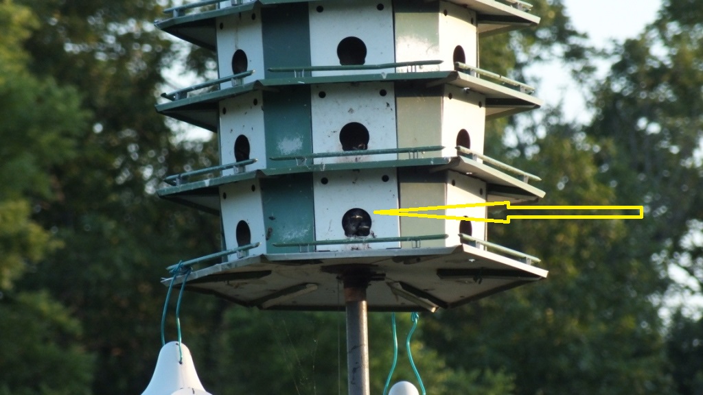 If you look carefully you can see the bills of Nim and Num. They are waiting impatiently for parent birds to return with food.