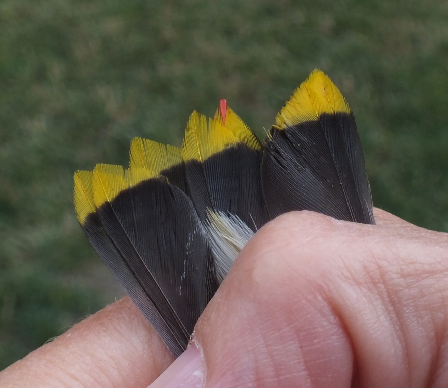 This male Cedar Waxwing was sporting just one "waxy" tip - on its tail.