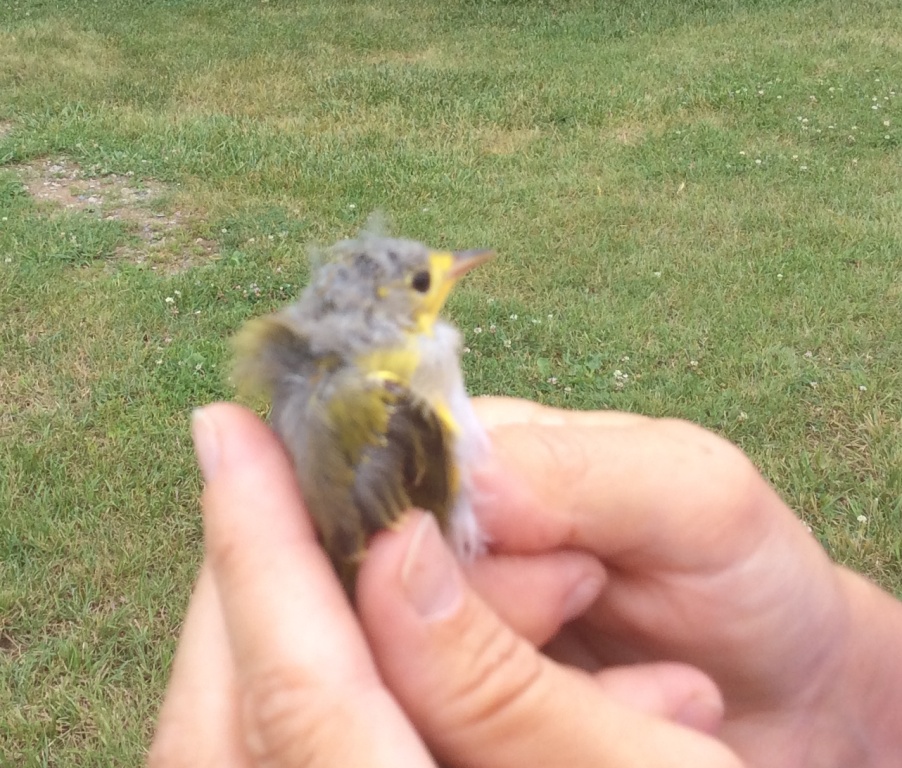 This very young Yellow Warbler is just moulting from its gray juvenile plumage into the yellow.