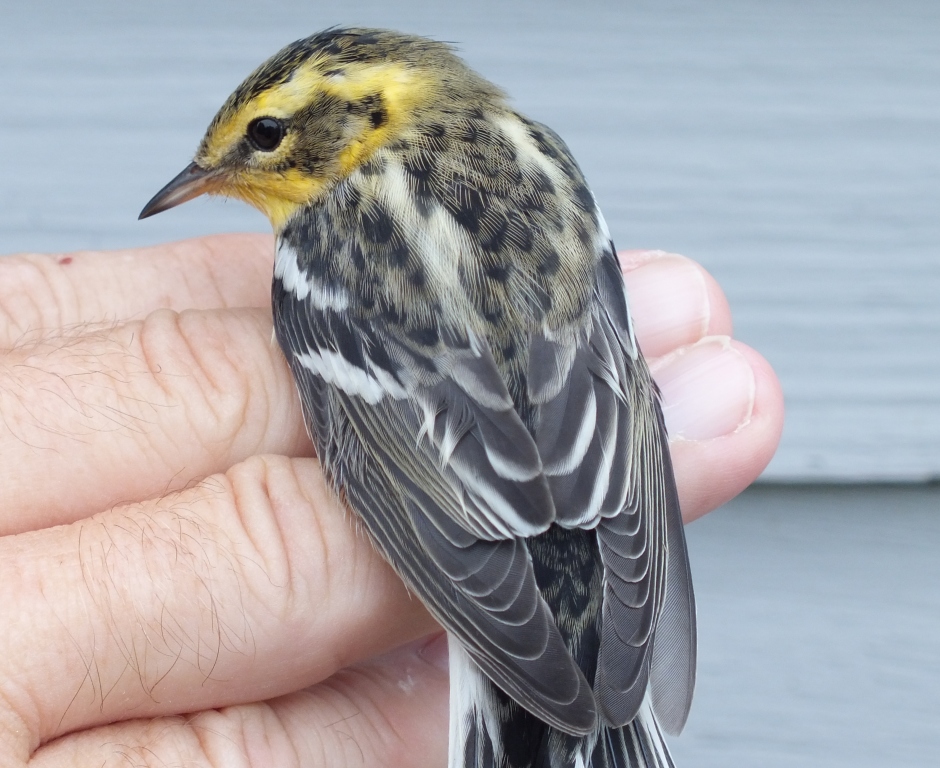 Young female Blackburnian Warbler.