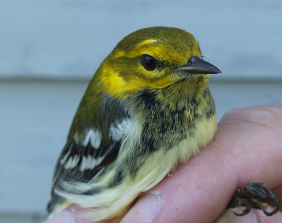 Young male Black-throated Green Warbler