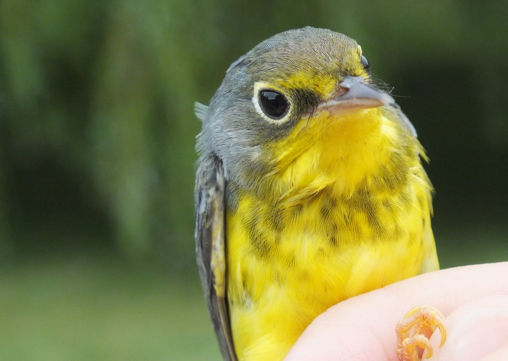 Young female Canada Warbler