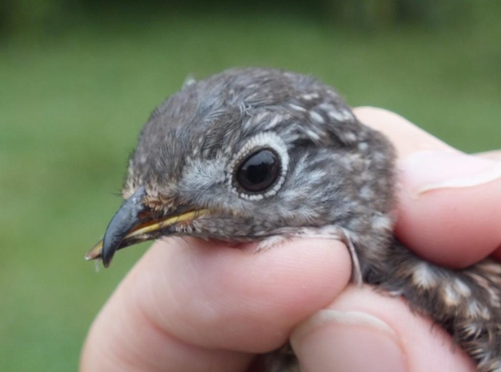 Young Eastern Bluebird with a malformed bill.