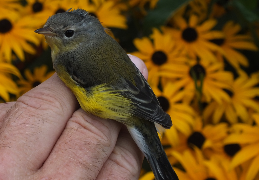 Young female Magnolia Warbler.