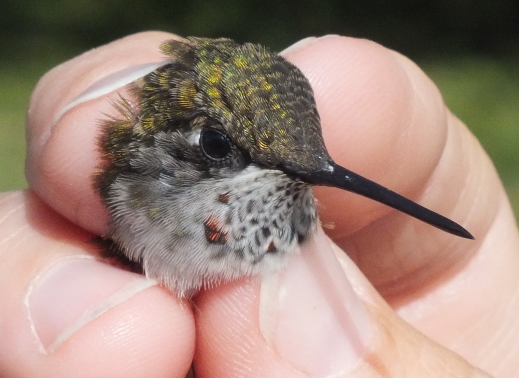 The two flashes of ruby on the throat indicate that this is a young male Ruby-throated Hummingbird.