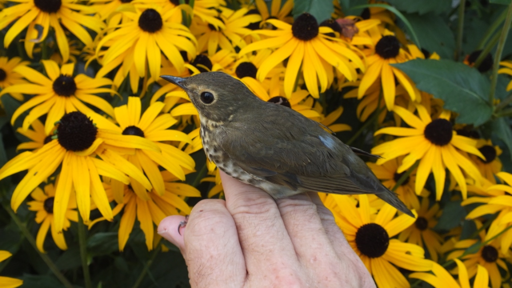 First Swainson's Thrush of the season.