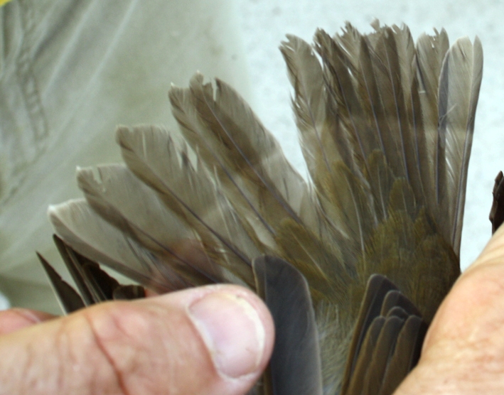 A very obvious "stress bar" - as it lines up evenly on all the tail feathers, it tells you that this young (HY) bird underwent some sort of nutritional stress at the time these feathers were growing. B. Fotheringham