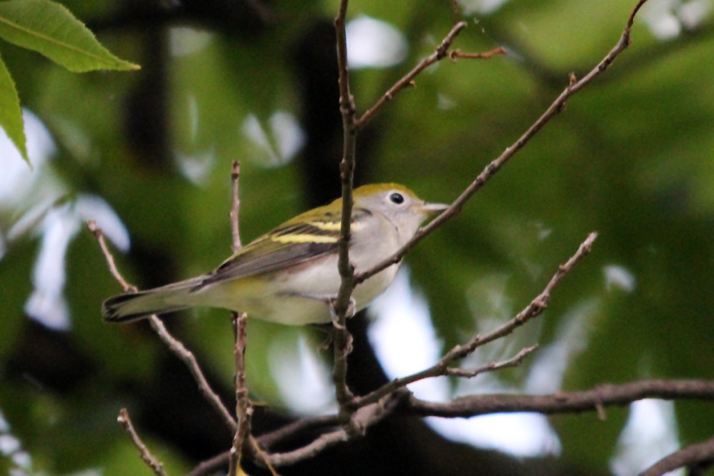 A Chestnut-sided Warbler sporting its lime-green "basic" plumage.