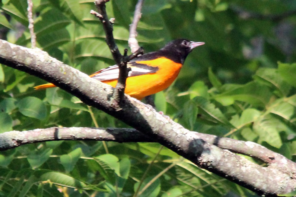 An adult (AHY) Baltimore Oriole sporting a freshly-moulted plumage. B. Fotheringham