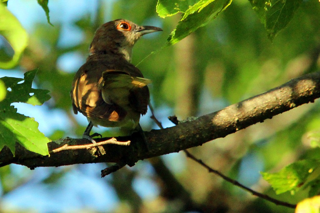 The first Black-billed Cuckoo seen this year. B. Fotheringham