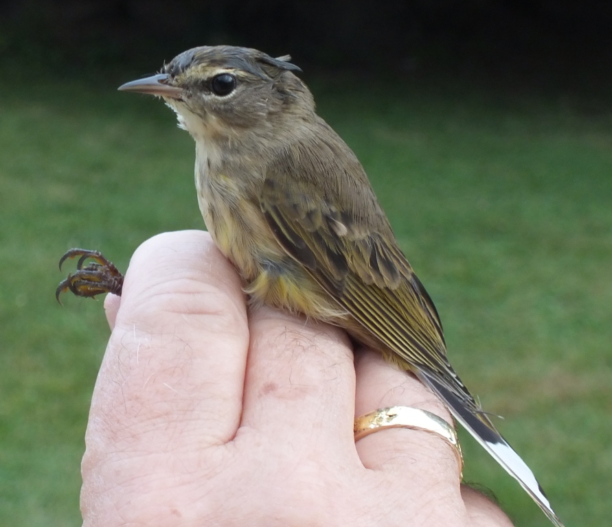 First Western Palm Warbler of the season...on its way to Cuba.