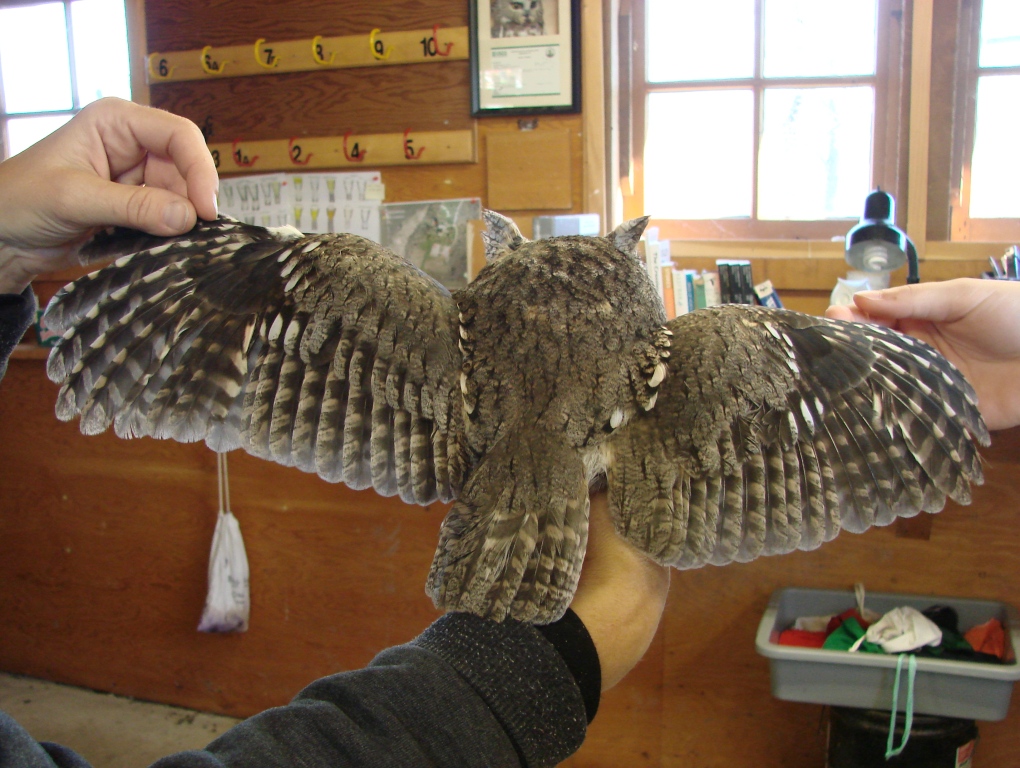 Wing detail of an Eastern Screech Owl.  -I. Turjansky