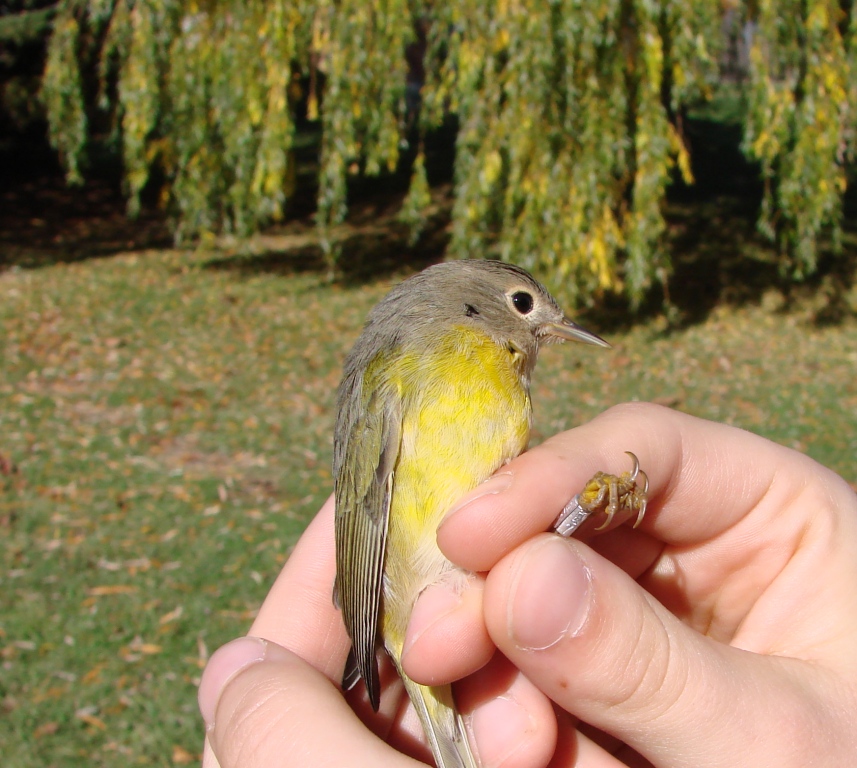 A late Nashville Warbler.   -I. Turjansky