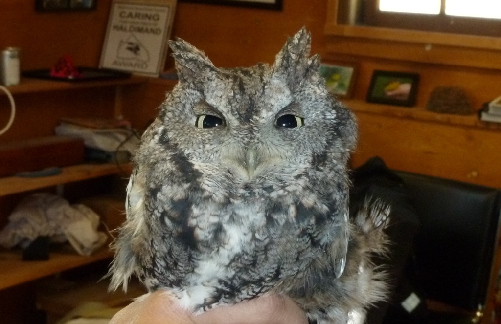 Gray-phase Eastern Screech Owl.
