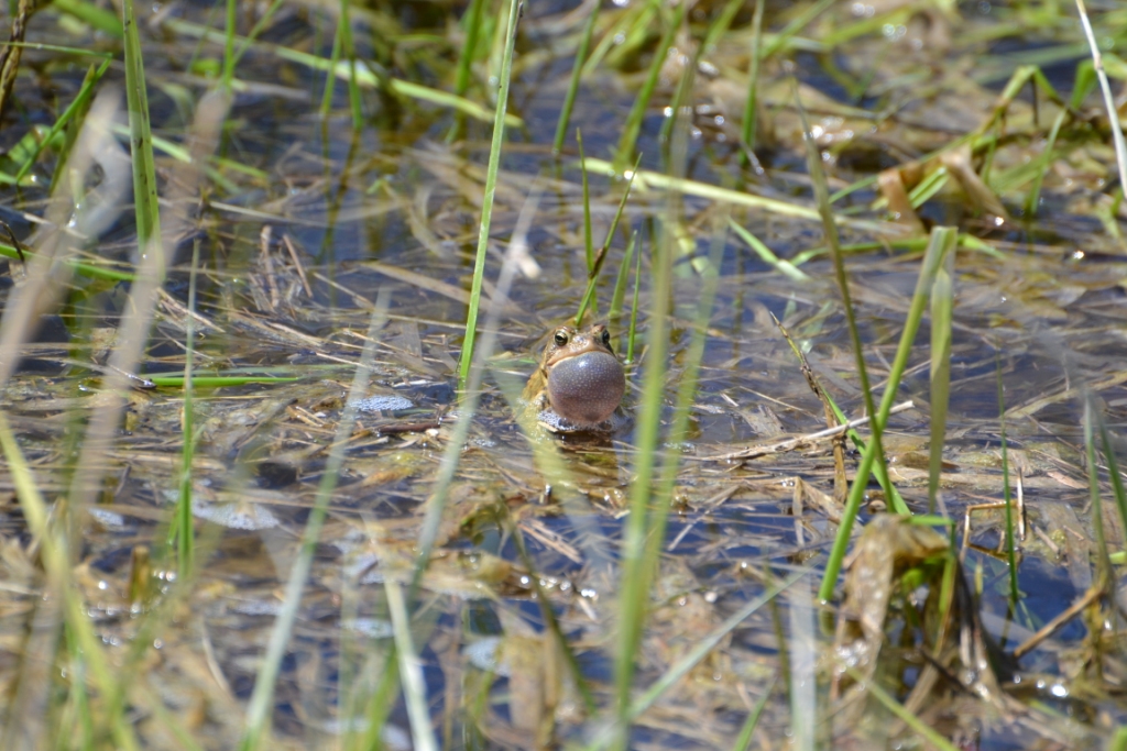 Although their pond below Net 8 is quickly drying up, the Chorus Frogs are not deterred. -S. McCutcheon