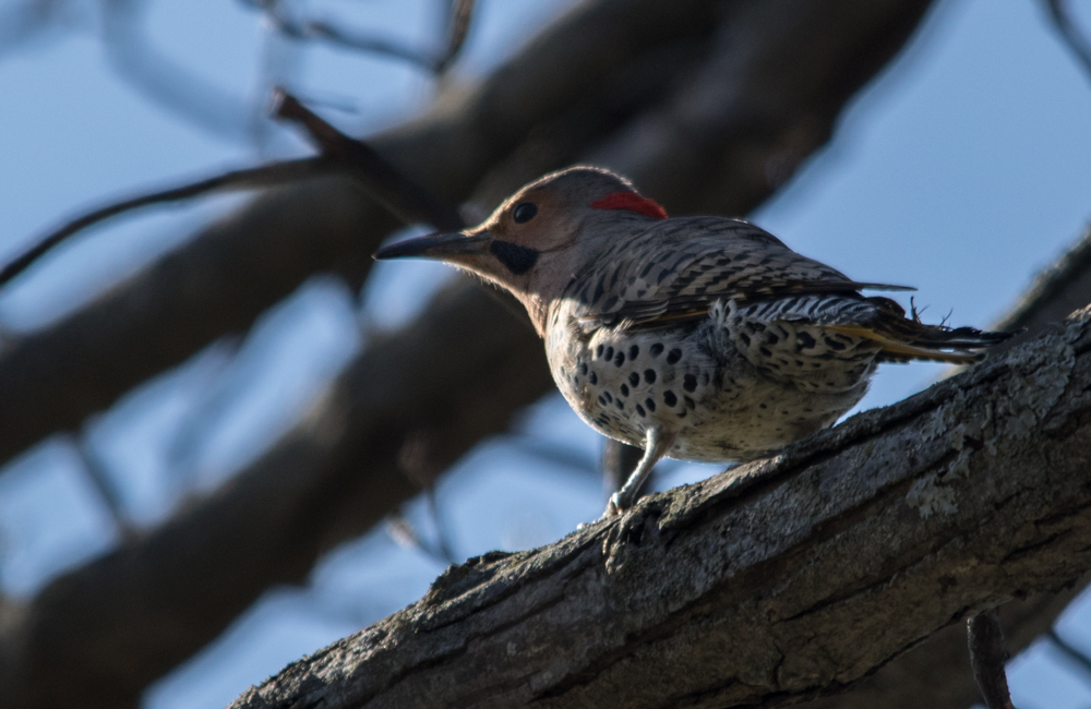 Northern Flickers are common at the moment. Note the moustache indicating that this is a male. -G. MacLellan