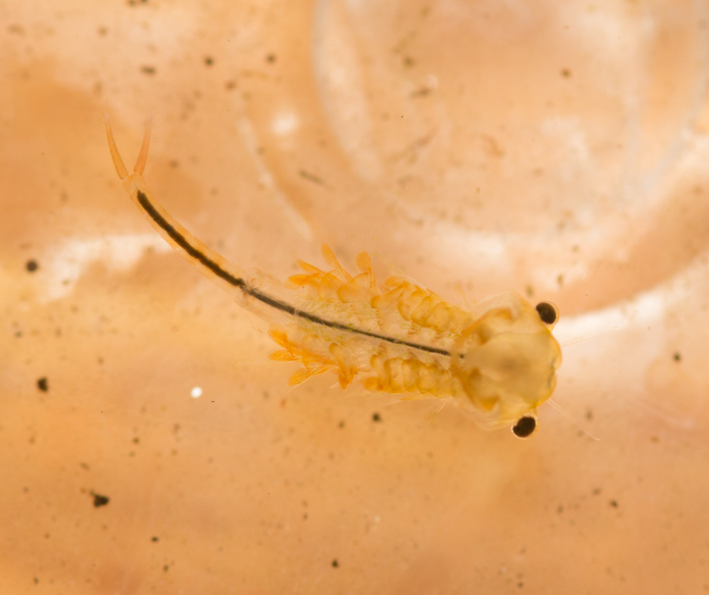 Fairy Shrimp live in temporary vernal ponds and they lay eggs which need to dry out when the water evaporates. In Canada, the eggs pass the winter under the snow in the dried mud, and when the spring thaw produces ponds, the eggs hatch and the young quickly develop, needing to mate before the ponds dry out again. -G. MacLellan