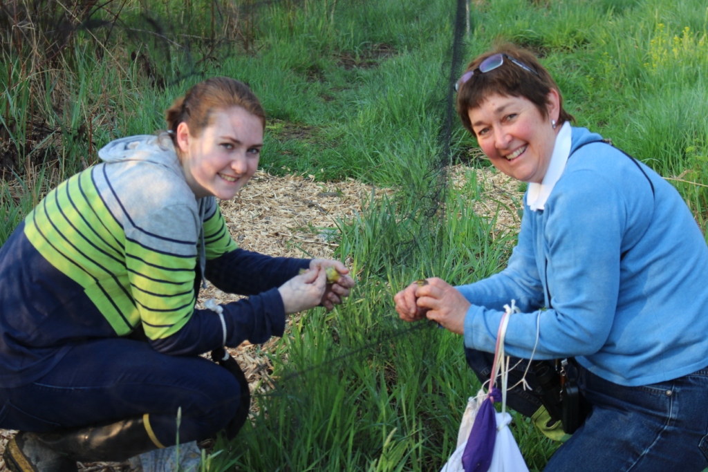 An Oil of Olay moment - Katie and Janet extracting Yellow Warblers.