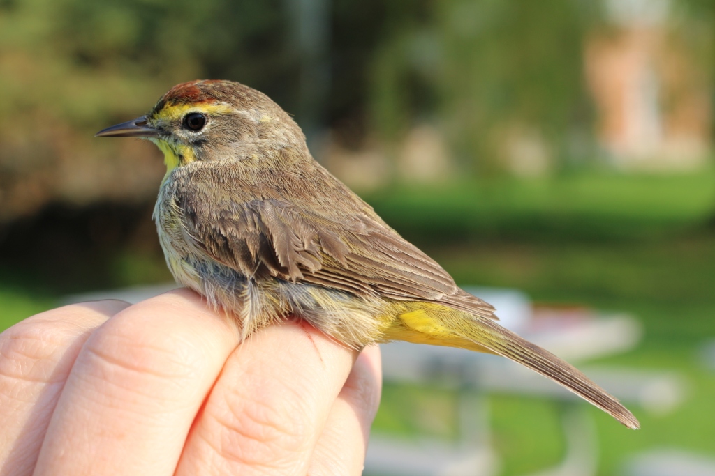 Western Palm Warbler. -K. Duncan
