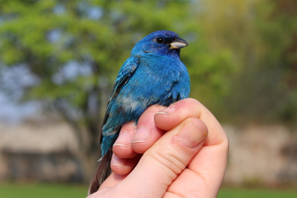Male Indigo Bunting. -K. Duncan