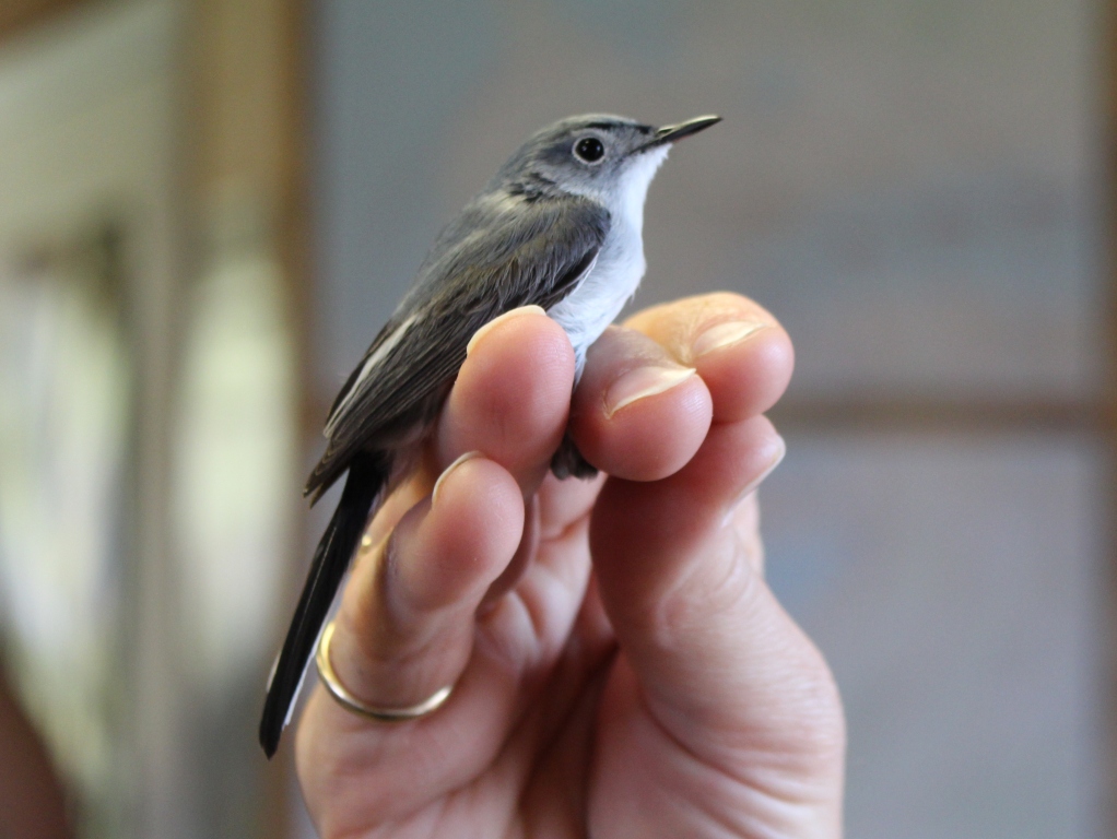 Black "eyebrows" indicate a male Blue-gray Gnatcatcher. -K. Duncan