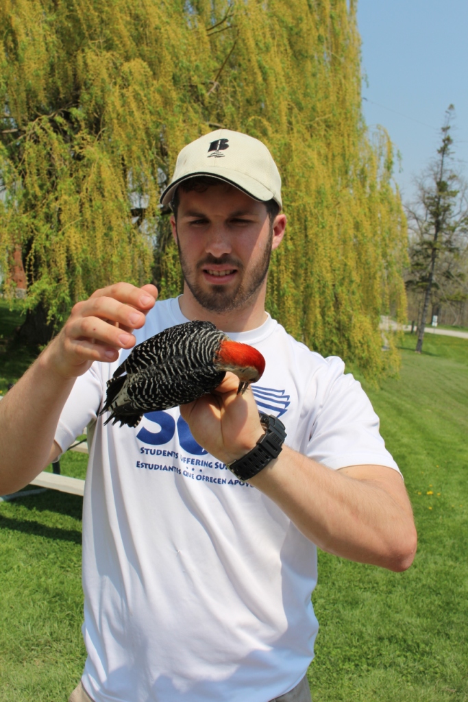 Sean losing to a Red-bellied Woodpecker. -K. Duncan
