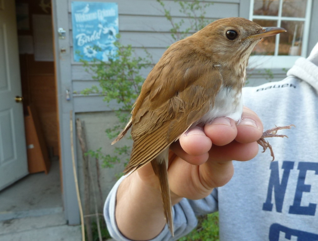 First Veery of the year.
