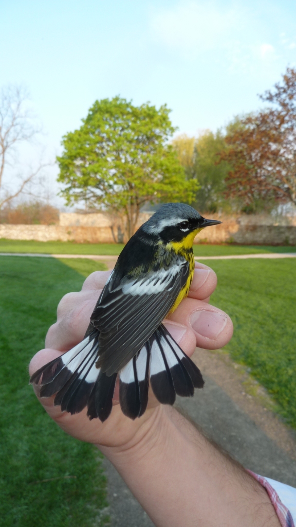 ASY male Magnolia Warbler.