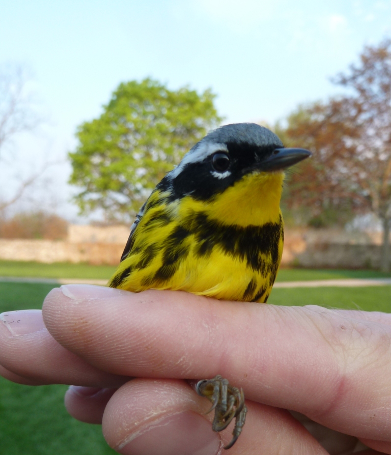 Magnolia Warbler.
